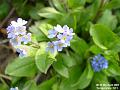 2003-0408ForgetMeNot